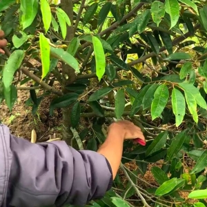 ky-thuat-cham-soc-sau-rieng-va-phong-tri-9-loai-benh-pho-bien