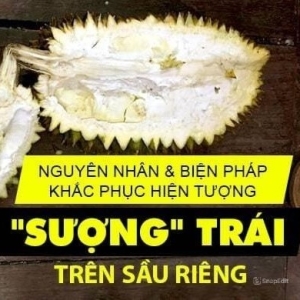 sau-rieng-suong-nguyen-nhan-7-bien-phap-khac-phuc