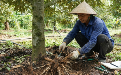 Cách kiểm tra sức khỏe bộ rễ sầu riêng tại vườn