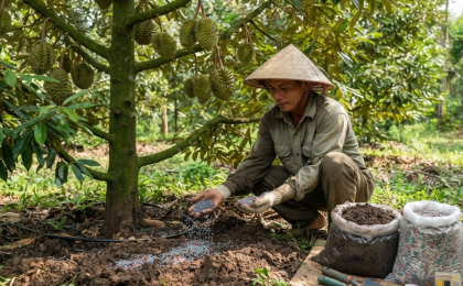 Chọn phân bón sầu riêng dựa vào giai đoạn, sức cây và điều kiện đất